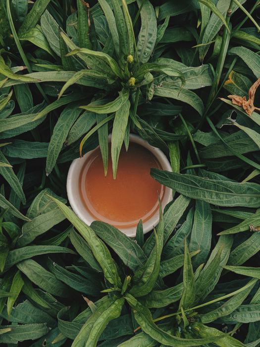 東南アジア・暮らしに息づく茶